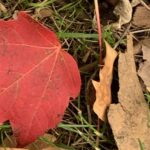 Gedicht: Der Winter gehört zum Leben, aber so richtig Spaß macht er selten. Lasst uns Funken fangen, sie sollen uns streifen, wir vertreiben den Winter.