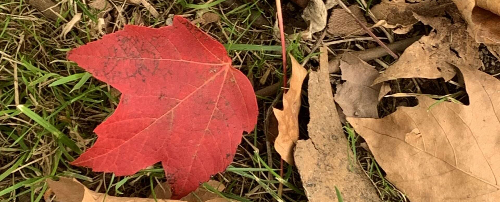 Gedicht: Der Winter gehört zum Leben, aber so richtig Spaß macht er selten. Lasst uns Funken fangen, sie sollen uns streifen, wir vertreiben den Winter.