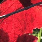 Gedicht: Das Laub leuchtet farbenfroh, es gibt dem Leben Kraft und Tiefe. Und doch stirbt es in einer Kaskade an Endlichkeit. Wir sterben vereint.