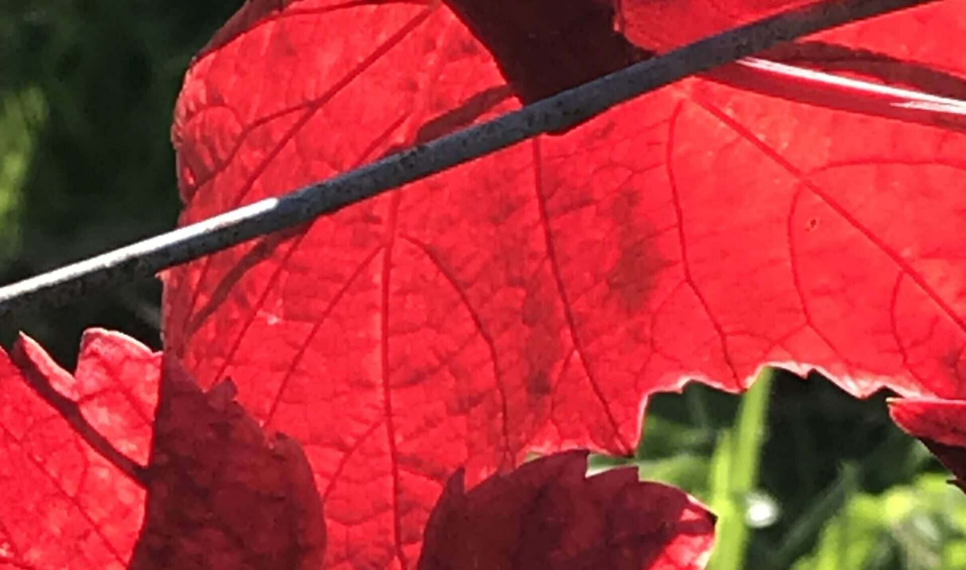 Gedicht: Das Laub leuchtet farbenfroh, es gibt dem Leben Kraft und Tiefe. Und doch stirbt es in einer Kaskade an Endlichkeit. Wir sterben vereint.