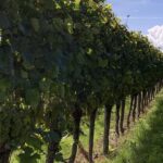 Gedicht: Manchmal erscheint uns das Leben flaumig zu sein, weich, zart. Und irgendwie zu schweben. Doch das täuscht, hinterhältig lauern Gefahren.