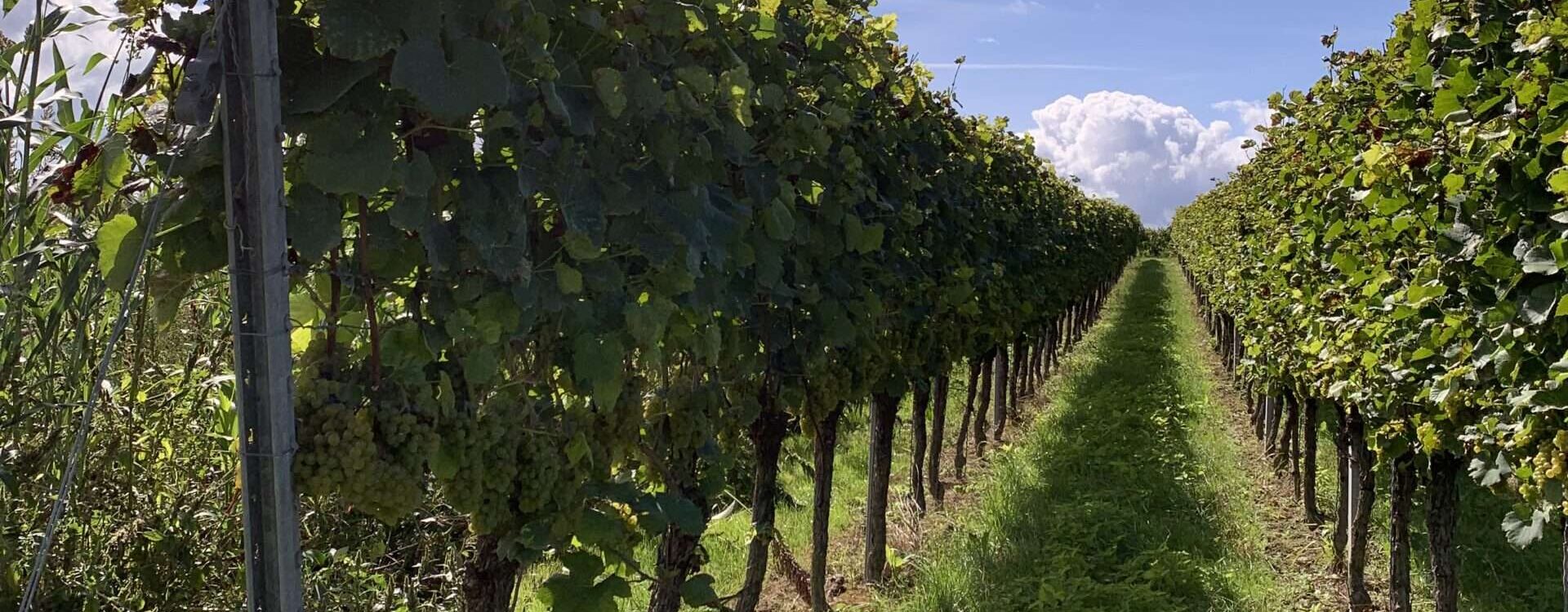 Gedicht: Manchmal erscheint uns das Leben flaumig zu sein, weich, zart. Und irgendwie zu schweben. Doch das täuscht, hinterhältig lauern Gefahren.