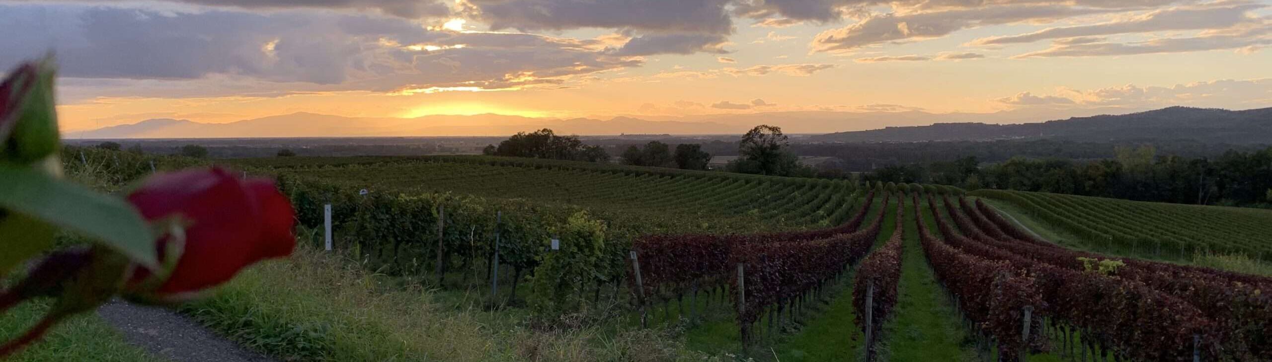 Gedicht: Das Erwachen aus süßem Schlaf ist manchmal schmerzhaft und brutal. Da helfen auch die Träume nichts, die man vorher hatte.