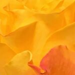 Gedicht: Erinnerungen an Dich, Deiån Todestag. Unserer Leben trug einen Spalt, wir fanden nie so richtig zusammen. Vielleicht werden wir uns gerade deshalb wiedersehen.