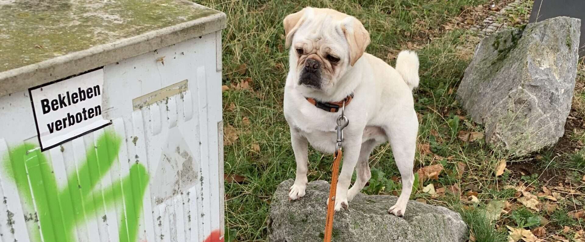 Satire mit dem Mops.