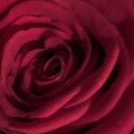 Gedicht: Düfte halten uns am Leben. Frauen, Rosen, Kaffee. Manchmal duften gerade die älteren Exemplare intensiv. Tröstet uns das?