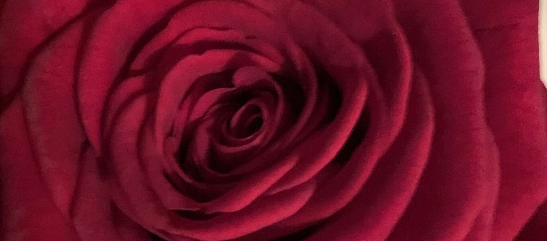 No-Haiku: Duft Gedicht: Düfte halten uns am Leben. Frauen, Rosen, Kaffee. Manchmal duften gerade die älteren Exemplare intensiv. Tröstet uns das?