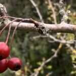 Gedicht: Wie haltbar ist die Liebe? Wie haltbar sind Frauen im Leben eines Mannes? Oder umgekehrt, die Frage sei auch erlaubt. Hält Eis warm?