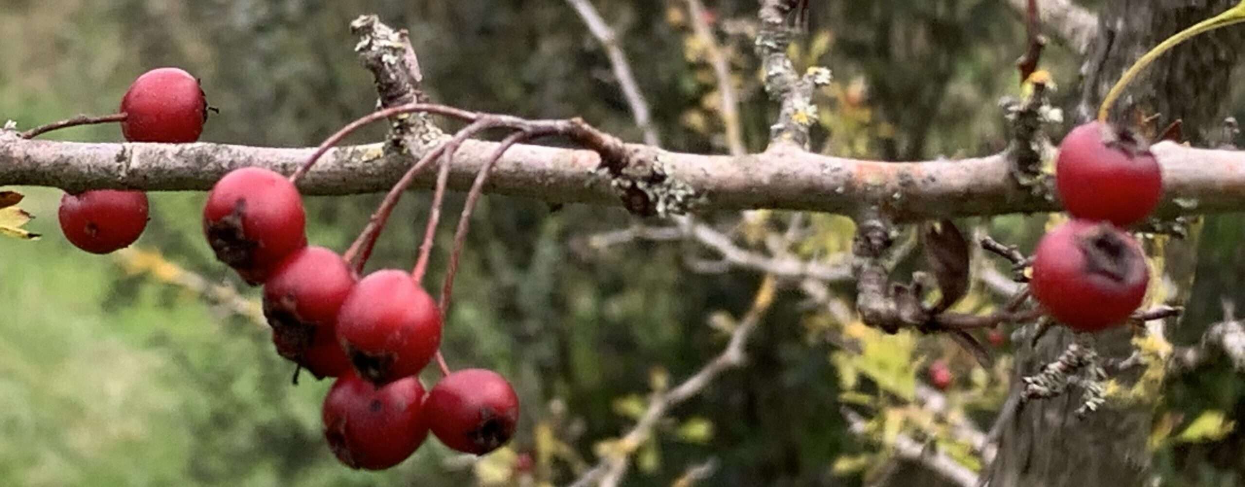 No-Haiku: Trümmer Gedicht: Wie haltbar ist die Liebe? Wie haltbar sind Frauen im Leben eines Mannes? Oder umgekehrt, die Frage sei auch erlaubt. Hält Eis warm?