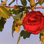 Gedicht: Manche alte Liebe wärmt das Herz nur scheinbar, eigentlich ist die olle Pumpe längst rostig geworden. Bleibt die Hoffnung auf dem Winter, der uns wärmt.