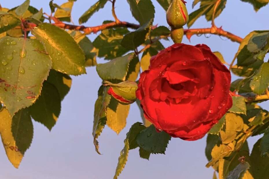 Gedicht: Manche alte Liebe wärmt das Herz nur scheinbar, eigentlich ist die olle Pumpe längst rostig geworden. Bleibt die Hoffnung auf dem Winter, der uns wärmt.