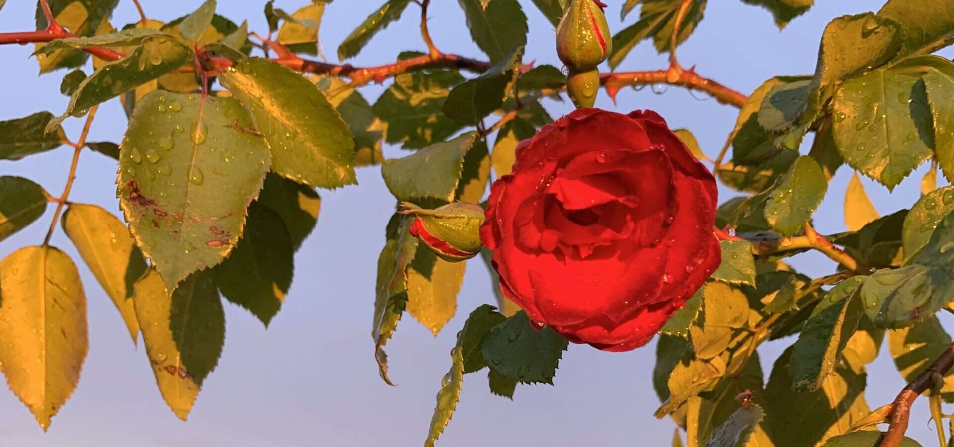 Gedicht: Manche alte Liebe wärmt das Herz nur scheinbar, eigentlich ist die olle Pumpe längst rostig geworden. Bleibt die Hoffnung auf dem Winter, der uns wärmt.