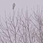 Gedicht: Was ist mit den alten Damen los? Sie duften nach Rosen, na immerhin. Und sonst? Woher kommt der Schnee in diesem Gemälde?