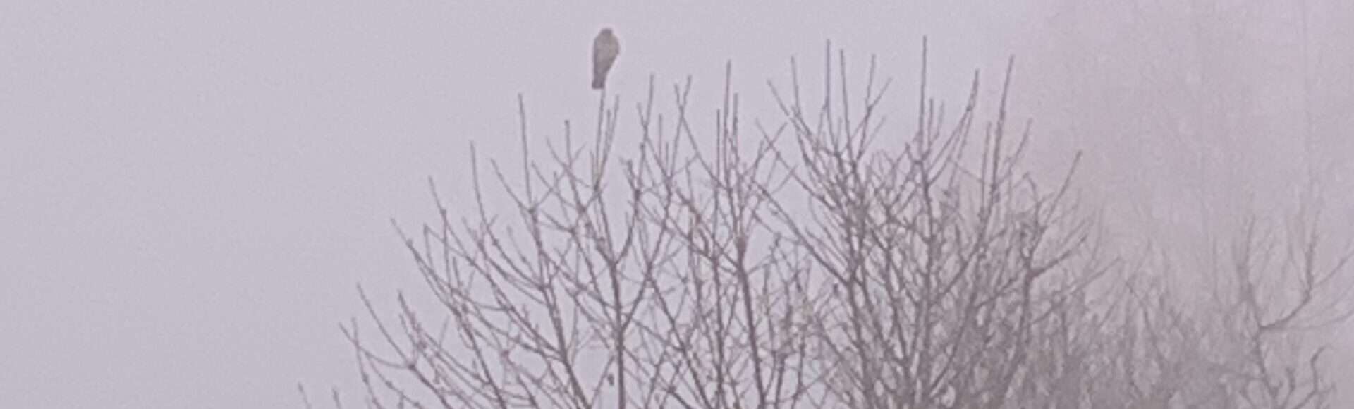 Gedicht: Was ist mit den alten Damen los? Sie duften nach Rosen, na immerhin. Und sonst? Woher kommt der Schnee in diesem Gemälde?