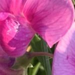 Gedicht: Leer. Leer. Leer. Das Leben ist fad, was bleibt? Außer Selbstmitleid, meinst Du? Viel, zum Bespiel das Herz bleibt. Und eine Entdeckung.