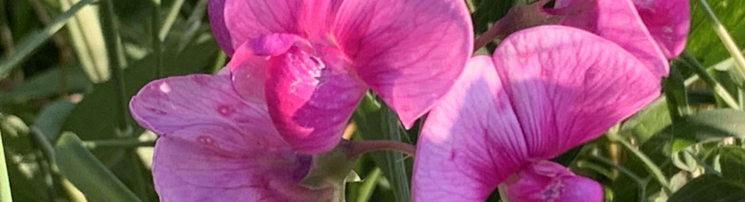 Gedicht: Leer. Leer. Leer. Das Leben ist fad, was bleibt? Außer Selbstmitleid, meinst Du? Viel, zum Bespiel das Herz bleibt. Und eine Entdeckung.