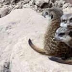 Gedicht: So ein Rollator ist ein nützliches Ding. Man kann beschwerdefreier an ihm gehen, sich abstützen, in den Gehpausen auch draufsetzen. Doch wozu verführt er?