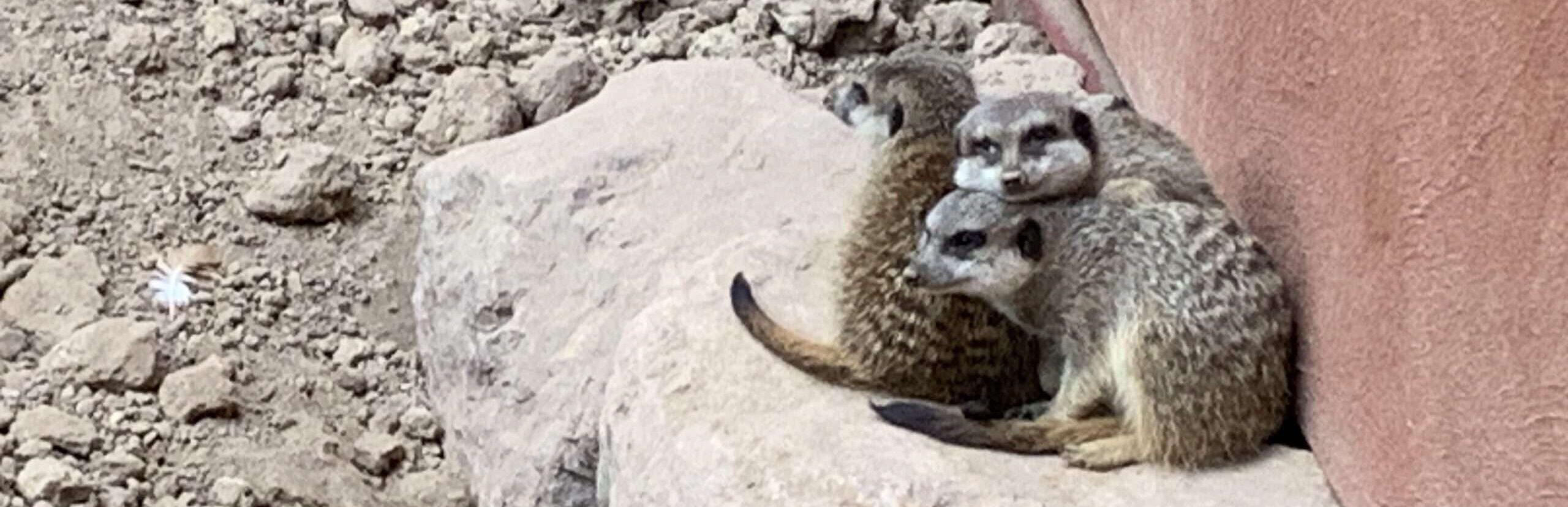 Gedicht: So ein Rollator ist ein nützliches Ding. Man kann beschwerdefreier an ihm gehen, sich abstützen, in den Gehpausen auch draufsetzen. Doch wozu verführt er?