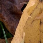 No-Haiku: Irgendwann ist das gemütliche Leben vorbei, der Untergang klopft an die Türe. Spätestens jetzt ist Widerstand angezeigt. Und spätestens jetzt ist jetzt.