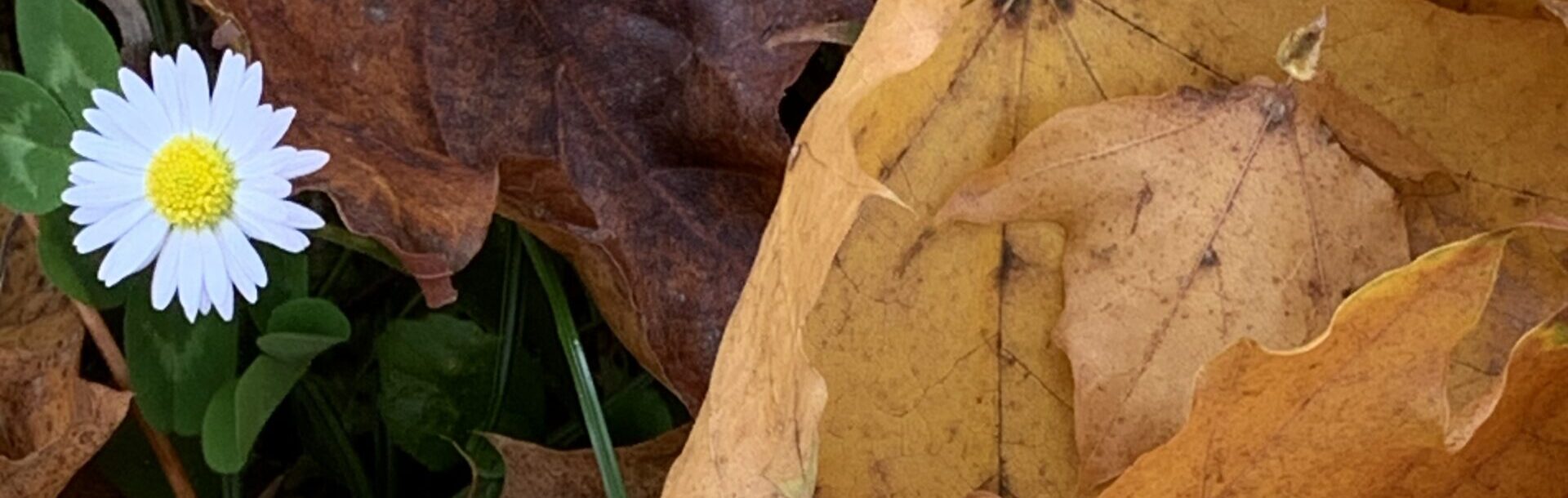 No-Haiku: Irgendwann ist das gemütliche Leben vorbei, der Untergang klopft an die Türe. Spätestens jetzt ist Widerstand angezeigt. Und spätestens jetzt ist jetzt.
