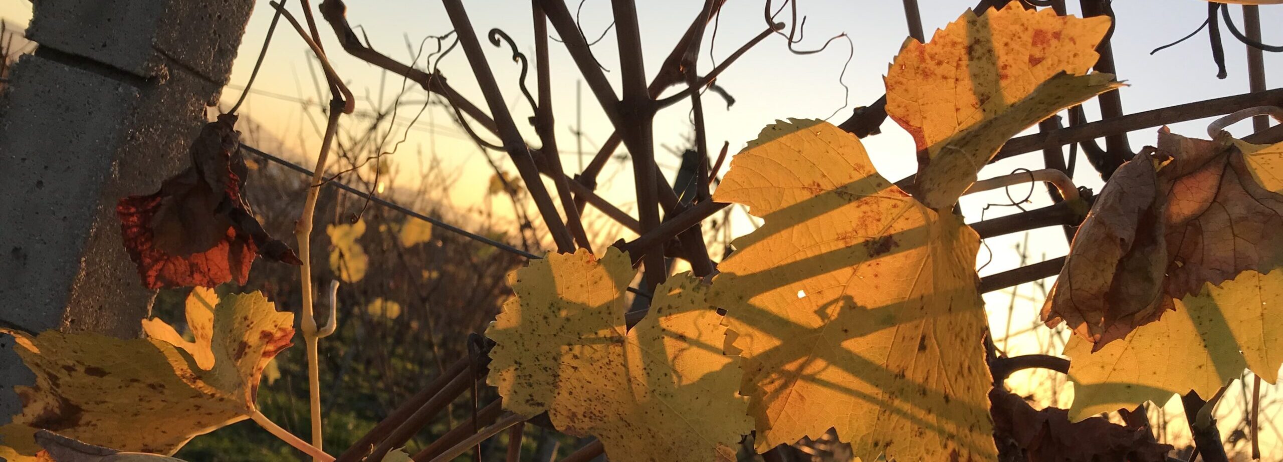 No-Haiku: Ich Vergolde Gedicht: Wollen wir wirklich vor der Wirklichkeit in die Knie gehen? Wir sehen die Scheiße, ja, aber lasst uns die Welt vergolden!