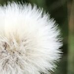 No-Haiku: Liebe kann so fern sein. Wie eine Wildgans hoch am Himmel, die über mir zieht und von Liebe schnattert.