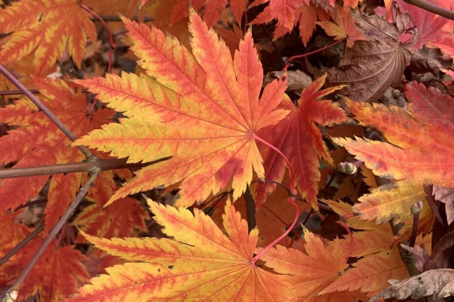 No-Haiku: Seid froh, der Wald lodert rot. Er lodert rot, weil es die Natur so will. Genießt es, so lange der Mensch nicht kokelt und es Feuer ist.