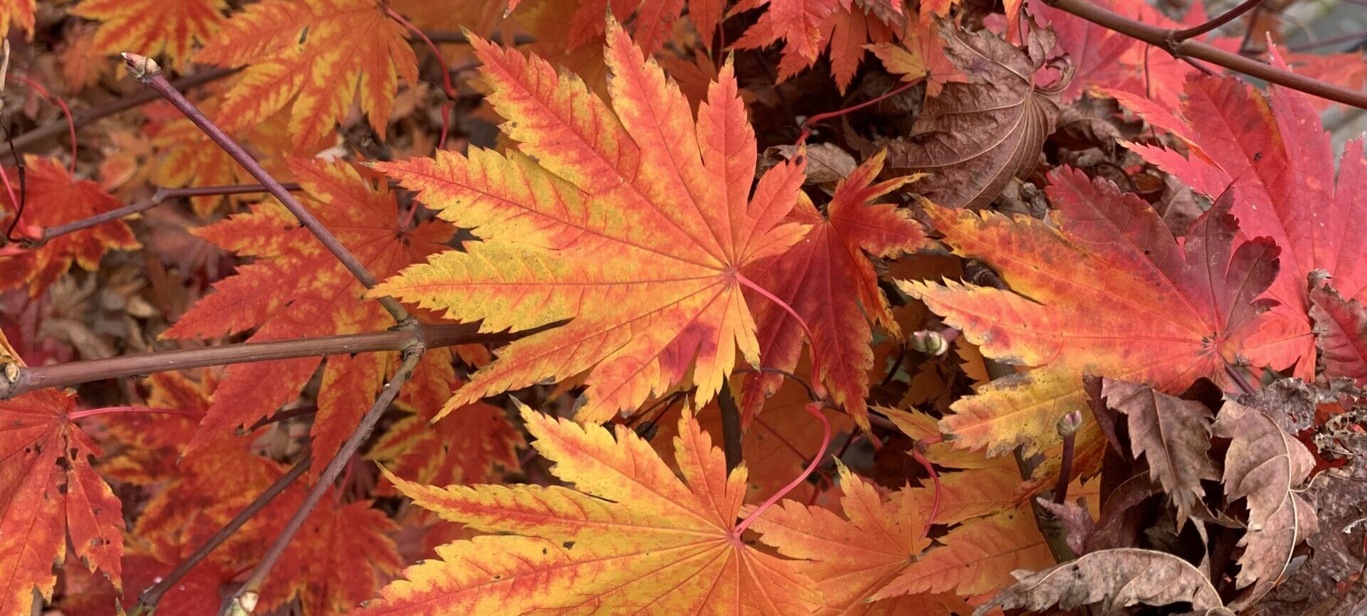 No-Haiku: Lodernd Rot No-Haiku: Seid froh, der Wald lodert rot. Er lodert rot, weil es die Natur so will. GenieĂt es, so lange der Mensch nicht kokelt und es Feuer ist.