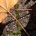 Gedicht: Über den glitzernden Boulevard schlenderst du voller Lust am Leben. Doch was siehst du? Schaust du hinter die glitzernde Fassade?