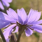 Schlummernde Träume