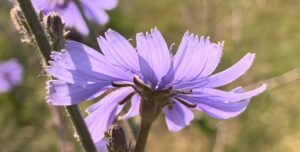 Schlummernde Träume